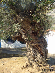 1000-årigt olivträd