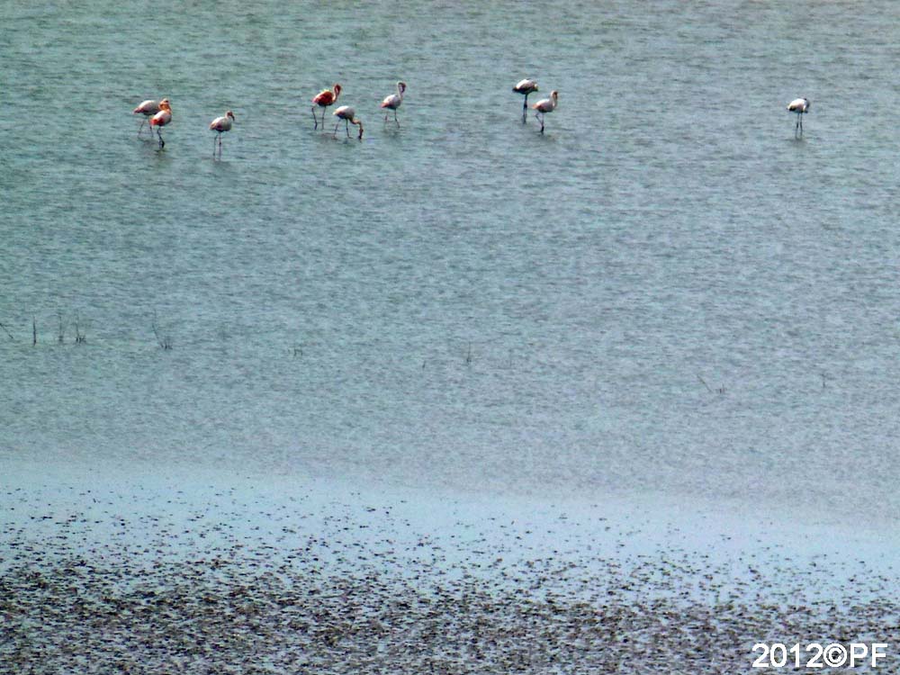 Flamingos i Fuente de Piedra