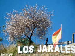 Blott Spanien spanska mandlar har