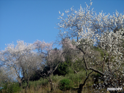 Blommande mandelträd