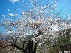 ...and more almond flowers