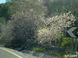 ..and almond trees at a little longer distance