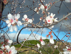 Wonderful almond flowers...